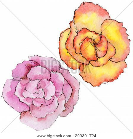 Wildflower begonia flower in a watercolor style isolated. Full name of the plant: begonia. Aquarelle wild flower for background, texture, wrapper pattern, frame or border.