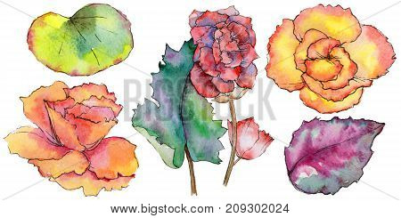 Wildflower begonia flower in a watercolor style isolated. Full name of the plant: begonia. Aquarelle wild flower for background, texture, wrapper pattern, frame or border.