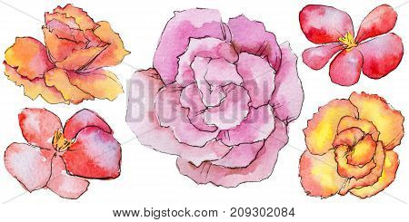 Wildflower begonia flower in a watercolor style isolated. Full name of the plant: begonia. Aquarelle wild flower for background, texture, wrapper pattern, frame or border.