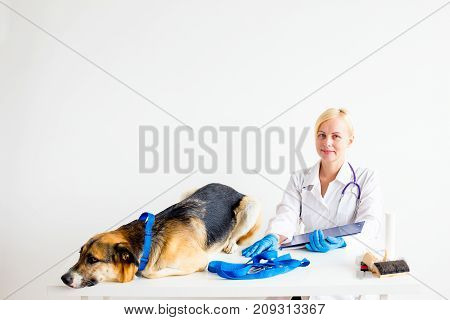 A portrait of a dog at a vet checkup