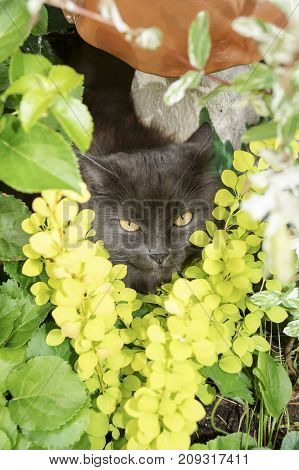 crazy cat portrait waits for prey on a summer day