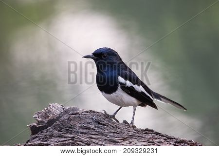 Oriental Magpie-robin (copsychus Saularis) Sitting On A Tree In Keoladeo Ghana National Park, Bharat
