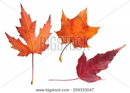 Set of autumn maple leaves isolated on white background