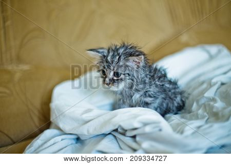 Wet soggy scared kitten after bath. Animal hygiene. Destruction of parasites. Treatment from fleas.