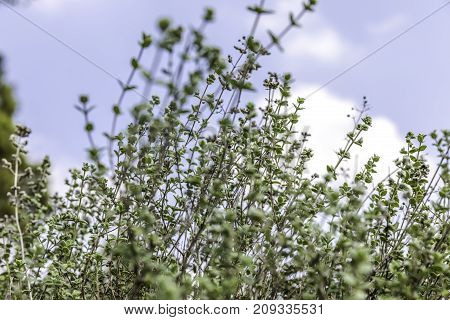 Green zaatar herb plant bush with white flowers nature background and blue sky