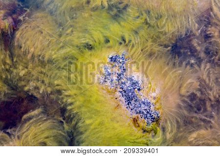 Seaweed floating in the water with a rock sticking up. Close up nature shot from above.