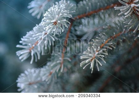 Branch of blue fir-tree blue, green, white, Colorado blue spruce, Picea pungens covered with hoarfrost. New Year's Bekraund. Place for a copy-paste.