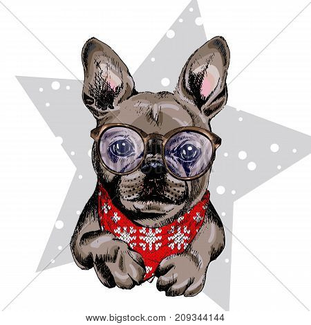 Vector portrait of French bulldog dog wearing winter bandana and glasses. Isolated on star and snow. Skecthed color illustraion. Christmas Xmas New year. Party decoration promotion greeting card.