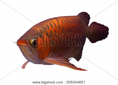 Asian red arowana fish isolated in a white background