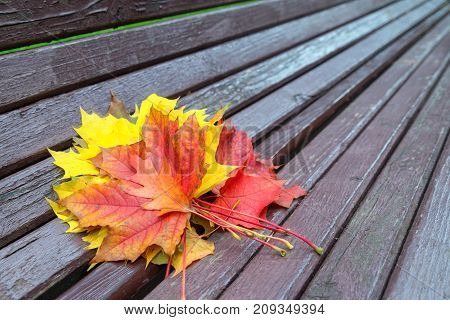 Bench with fallen maple leaves in autumn Park.