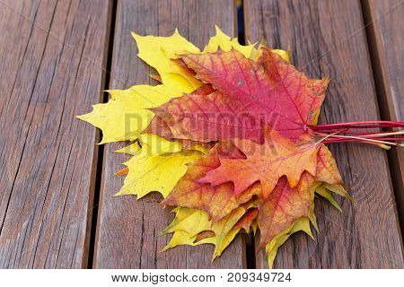 Bench with fallen maple leaves in autumn Park.