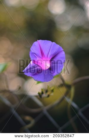 Summer flowers - petunias on a blurred background