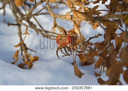 Dry hips and leaves of dog rose under snow - garden at a winter day