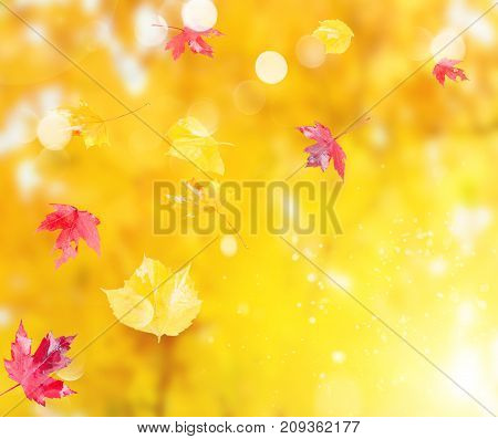 Fresh red and yellow fall foliage background with copy space