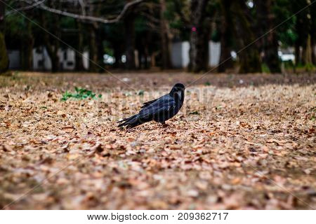 A Black Crow Looking at you surrounded by fallen leaves