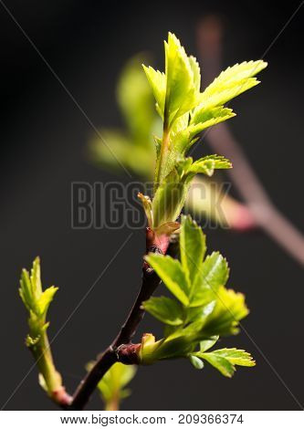 small leaves spring from buds on a black background