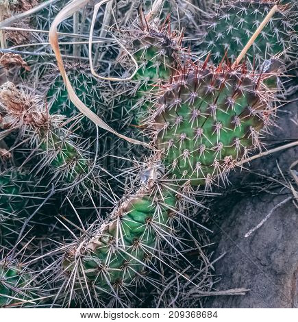 Close up of small cactus plant with red spikes