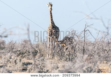 A rare sight - a namibian giraffe cow giraffa camelopardalis angolensis with a calf suckling in Northern Namibia