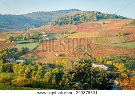 A red color vineyard at fall season