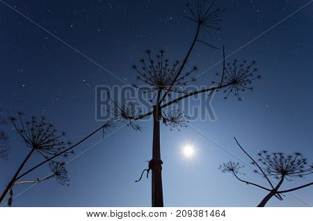 Cow-bream Against The Background Of The Night Sky Winter