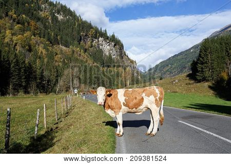 A cow standing on the road through the Alps. Federal state of Carinthia, High Tauern mountains, Austria