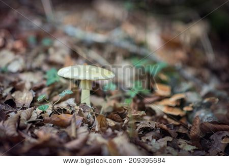 Pale toadstoo. Poisonous mushroom growing in forest. Pure poison, soft focus. Deadly toadstoo, soft focus.