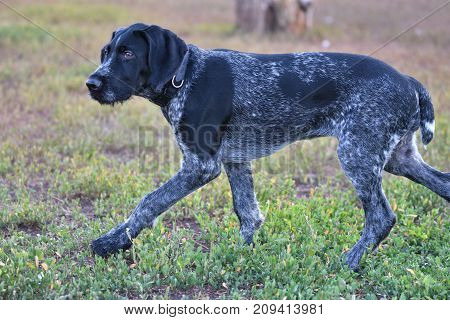 2018 Year-year Of The Dog. Hunting Dog Breed German Wirehaired Pointer