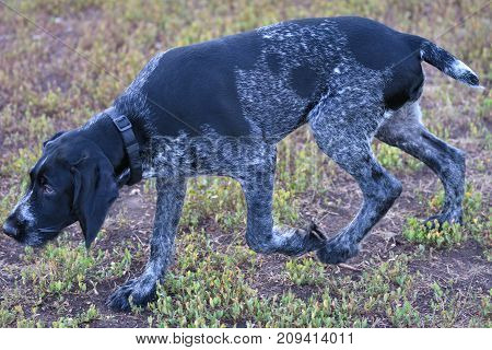 2018 Year-year Of The Dog. Hunting Dog Breed German Wirehaired Pointer