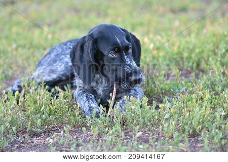 2018 Year-year Of The Dog. Hunting Dog Breed German Wirehaired Pointer