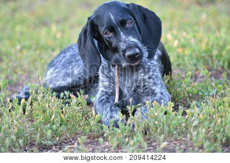 2018 Year-year Of The Dog. Hunting Dog Breed German Wirehaired Pointer