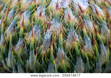 Close-up flowers of the Cycas palm tree in the garden
