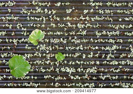 Flowers and the leaves fall on the roof Suicide tree in the garden.