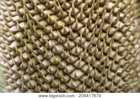 Close-up flowers of the Cycas palm tree in the garden