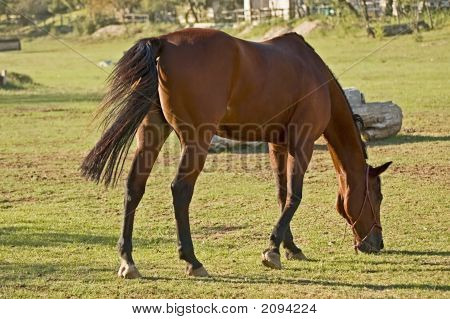 Brown Horse