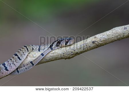 Banded Kukri Snake (oligodon Fasciolatus)