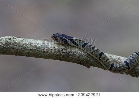 banded kukri snake (Oligodon fasciolatus) on a branch in nature