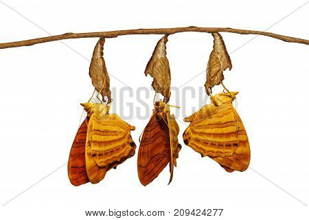 Isolated Emerged Common Maplet (chersonesia Risa ) Butterfly Hanging On Twig
