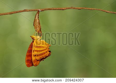 Common Maplet (chersonesia Risa ) Butterfly Hanging On Twig
