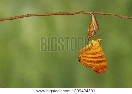 Common Maplet (chersonesia Risa ) Butterfly Hanging On Twig