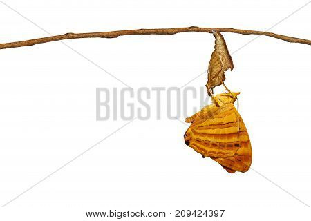 Isolated Common Maplet (chersonesia Risa ) Butterfly Hanging On Twig