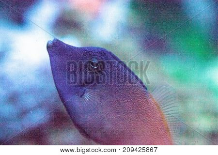 Orangetail Filefish Pervagor Aspricaudus