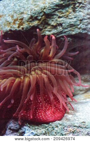 White spotted rose anemone Urticina lofotensis off the coast of Southern California