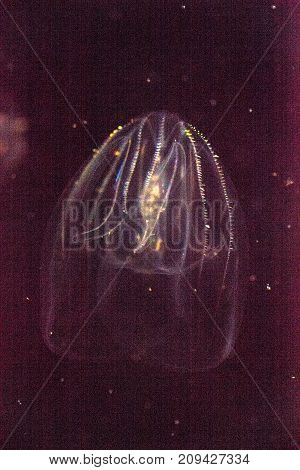 Comb Jelly Phylum Ctenophora