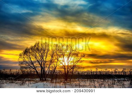 Trees in the field among a dried hogweed at sunset in winter. Winter sunlight in Russia.