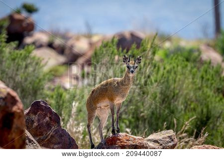 Klipspringer Standing On Rocks.