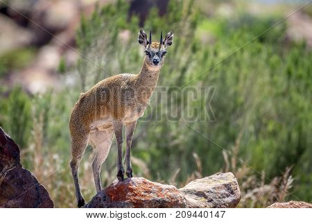 Klipspringer Standing On Rocks.