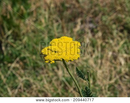 Flower of Fernleaf yarrow or Achillea filipendulina macro selective focus shallow DOF.