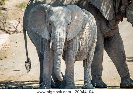 Two Elephants Standing Under A Tree In The Shade.