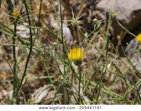 Yellow Star-Thistle or Centaurea solstitialis flower macro selective focus shallow DOF.