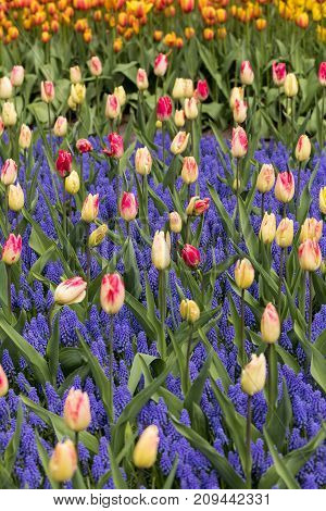 colorful tulips and grape hyacinth blooming in a garden